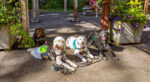 Service dogs laying in the sun